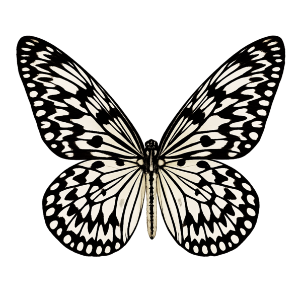 Falena Papel de Arroz