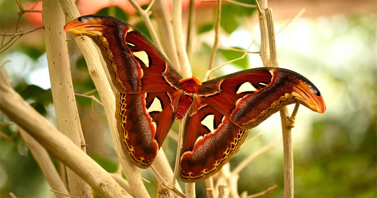 Mariposa monarca en primer plano mostrando su patrón negro y naranja característico